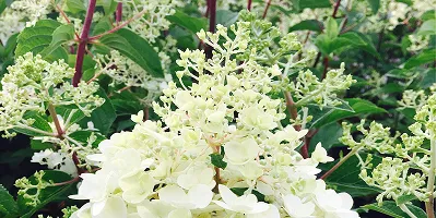 Листопадные кустарники